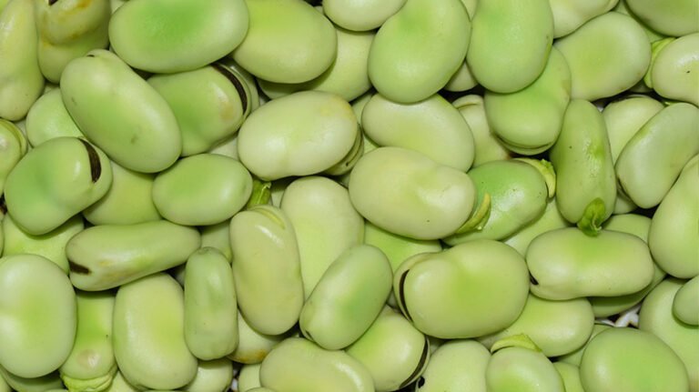 faba beans