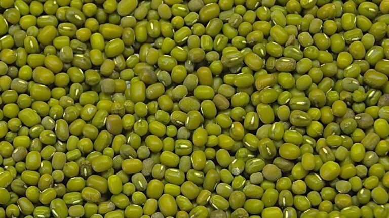 green mung beans