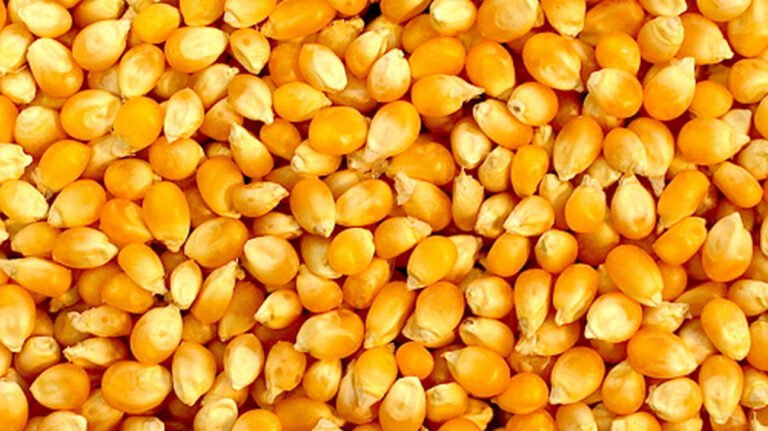 popcorn